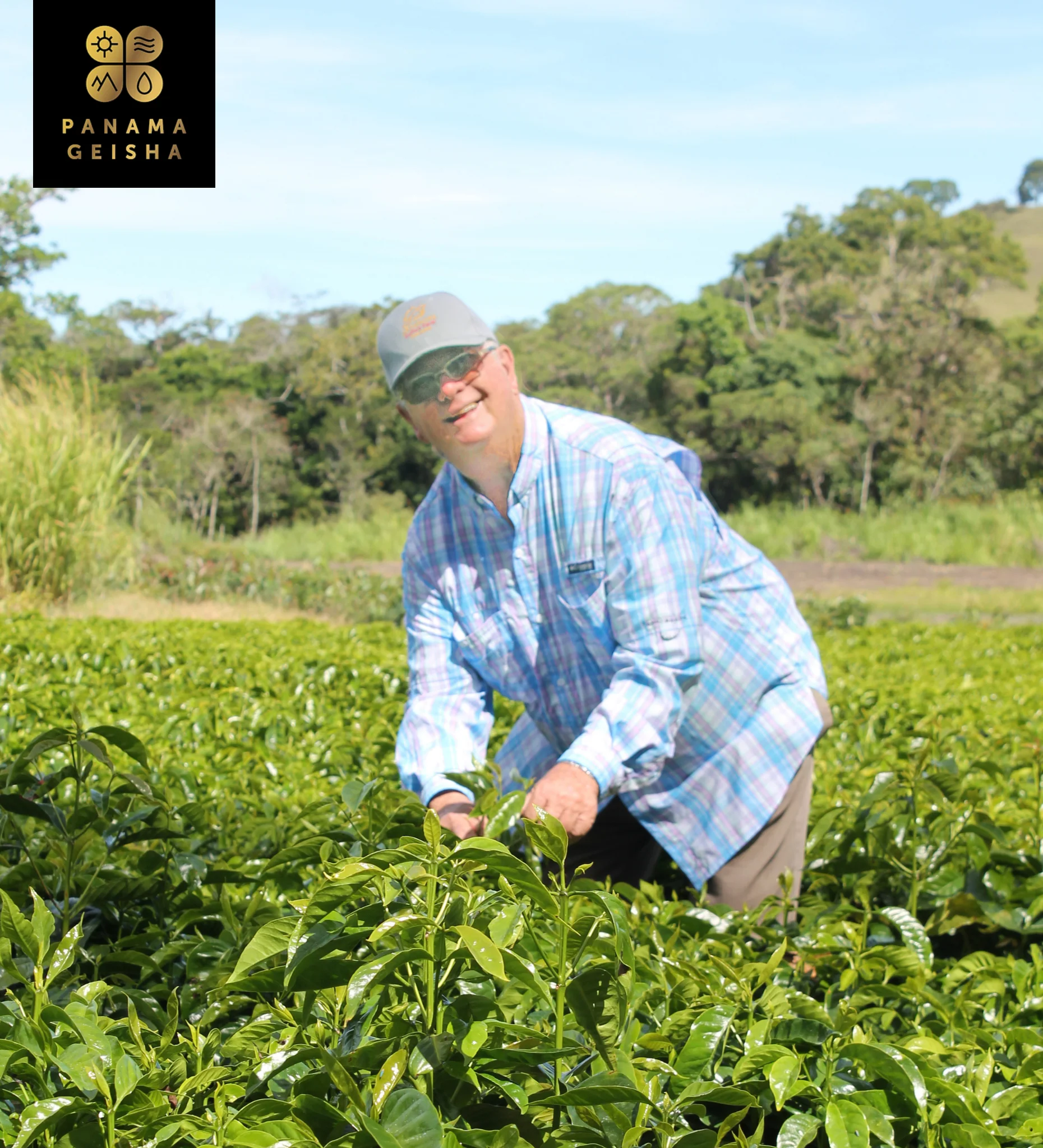 Panama Janson Gesha Washed 922 - Image 4