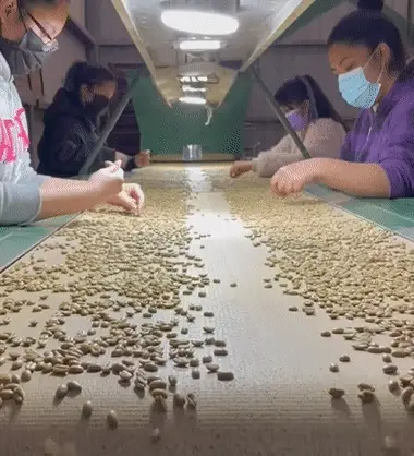 Panama Janson Gesha Washed 922 - Image 6